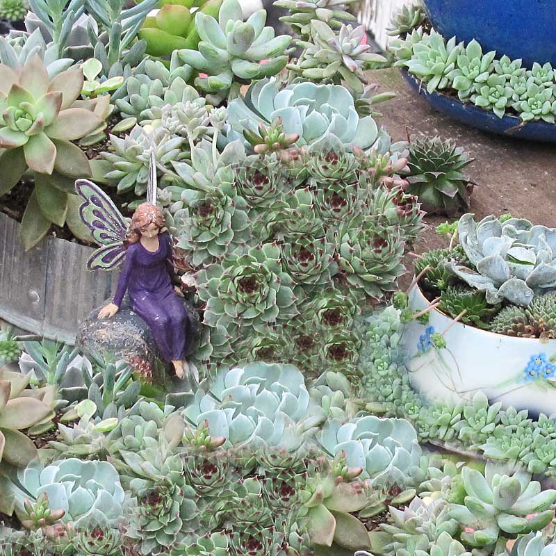Mrs. Giuseppi Hens & Chicks - Image 2