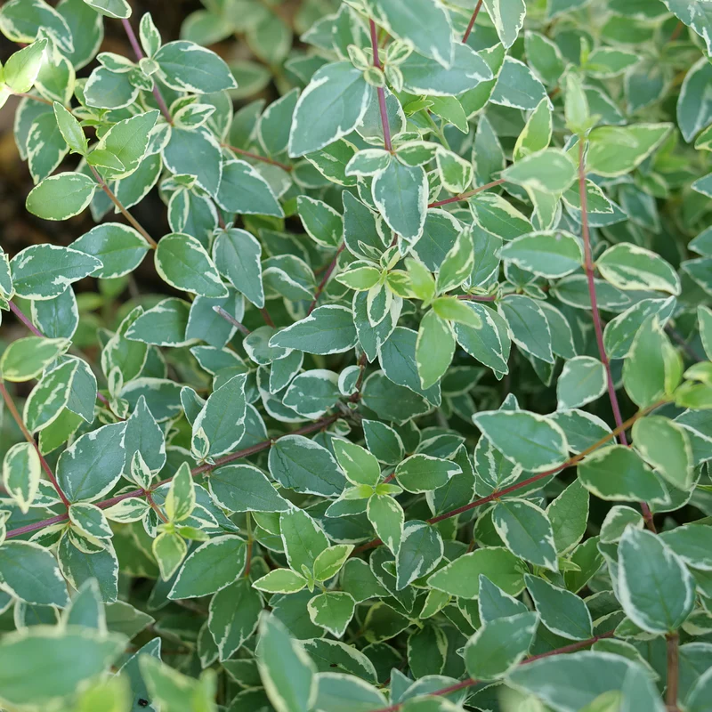 Mucho Gusto® Abelia - Image 3