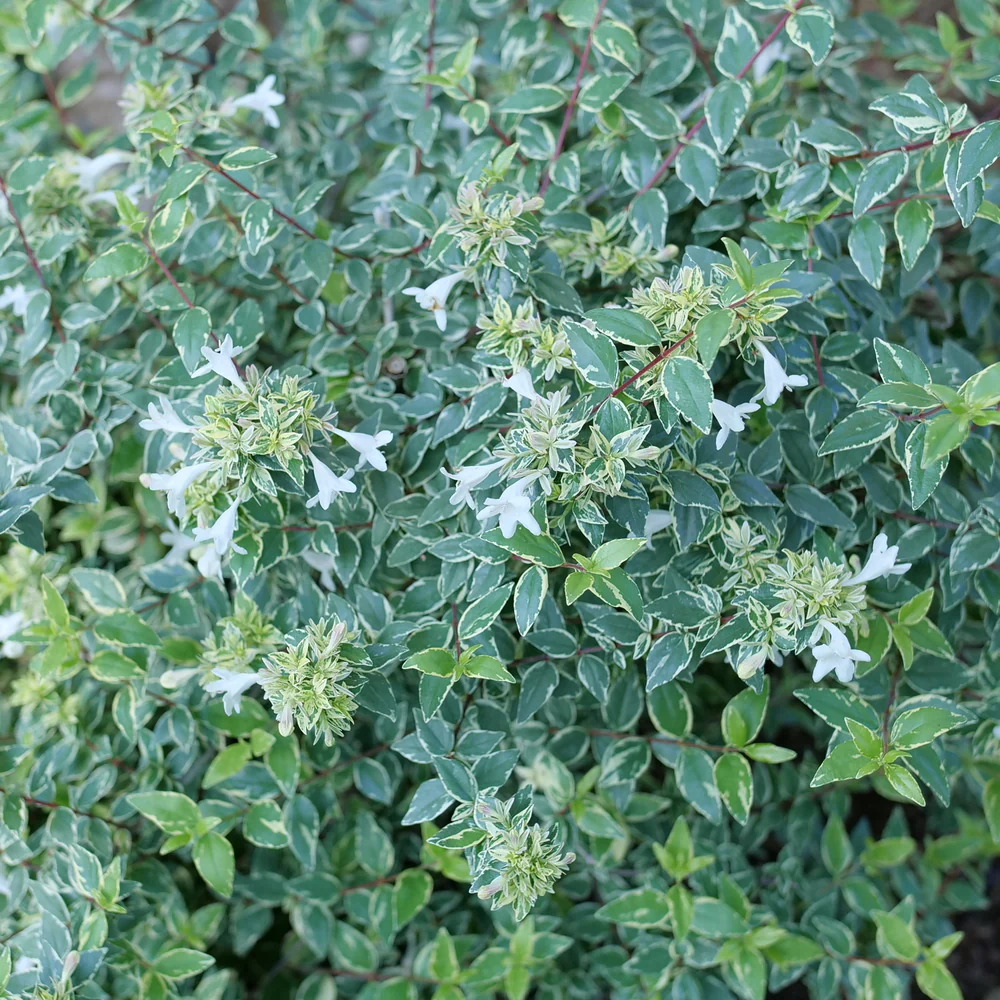 Mucho Gusto® Abelia - Image 4