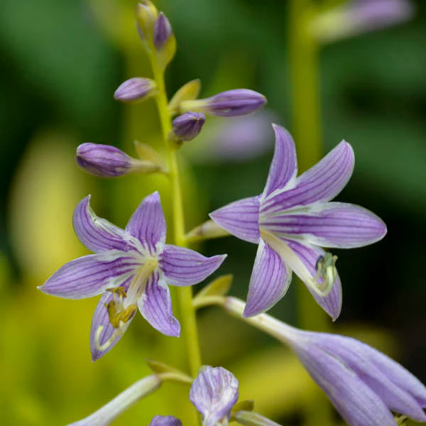 'Munchkin Fire' Hosta - Image 3
