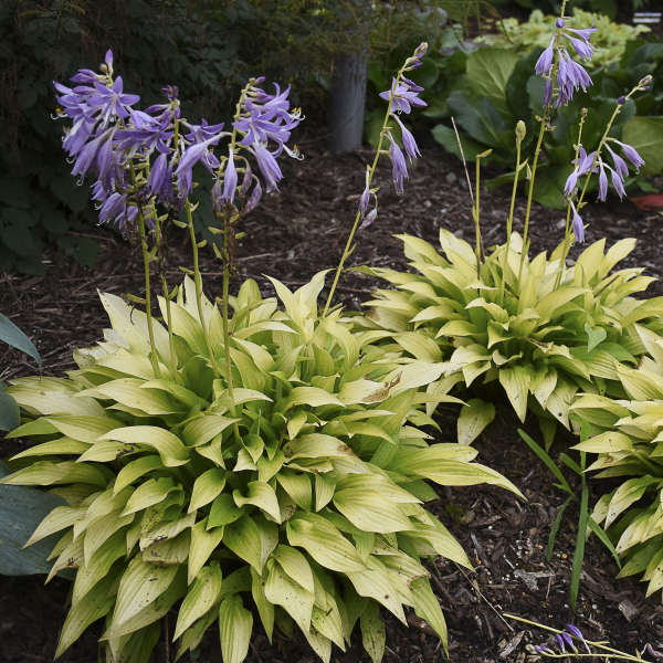 'Munchkin Fire' Hosta - Image 4