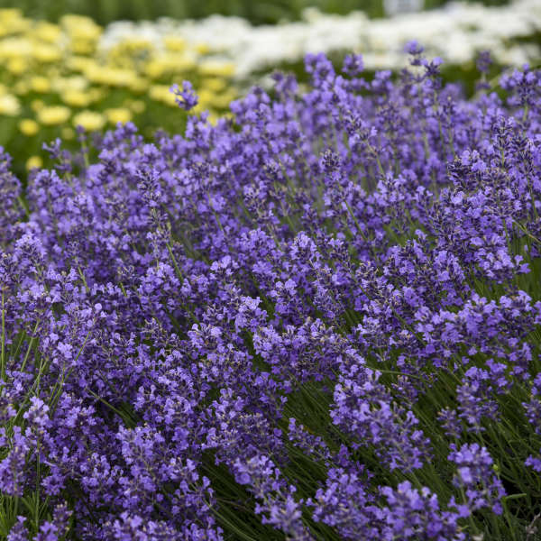 Munstead Lavender (Lavandula) - Image 4