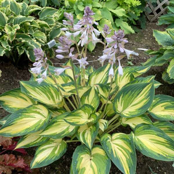 'My Fair Lady' Hosta - Image 3