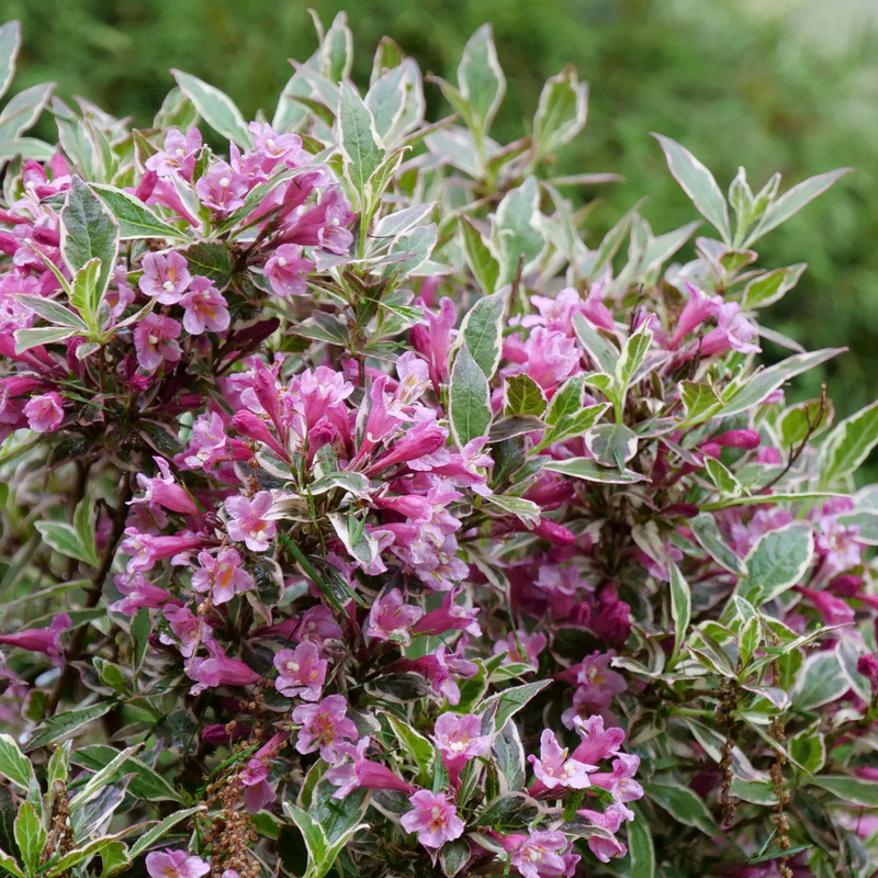 My Monet Purple Effect® Weigela