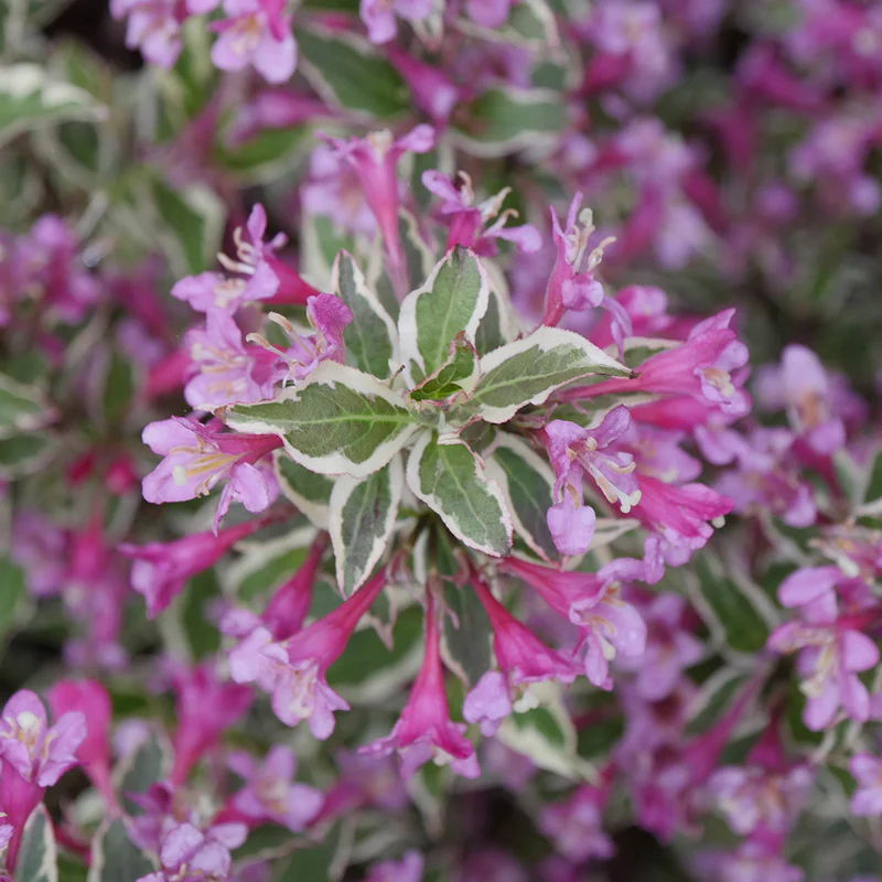 My Monet Purple Effect® Weigela - Image 2