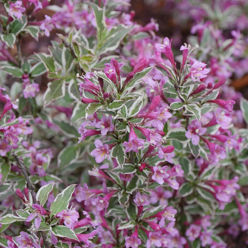My Monet Purple Effect® Weigela - Image 4