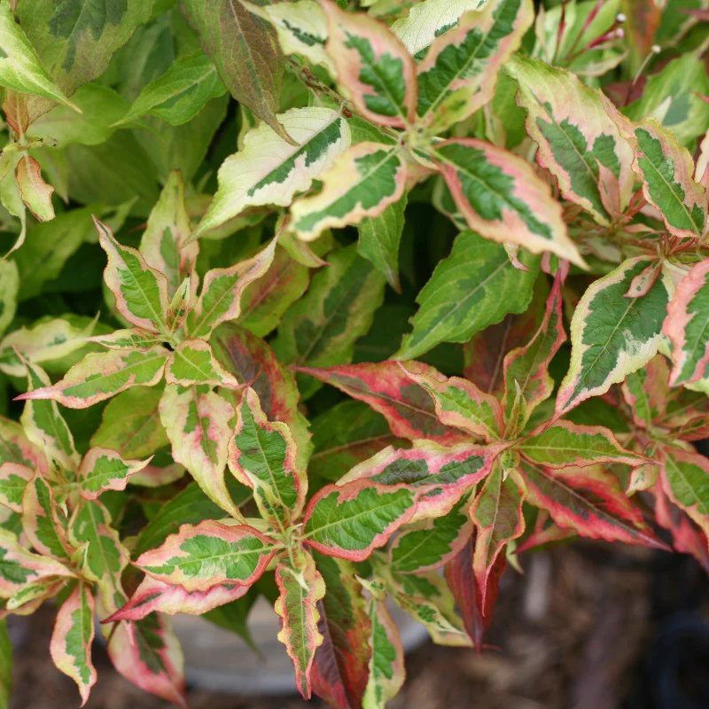 My Monet® 'Sunset' Weigela - Image 3