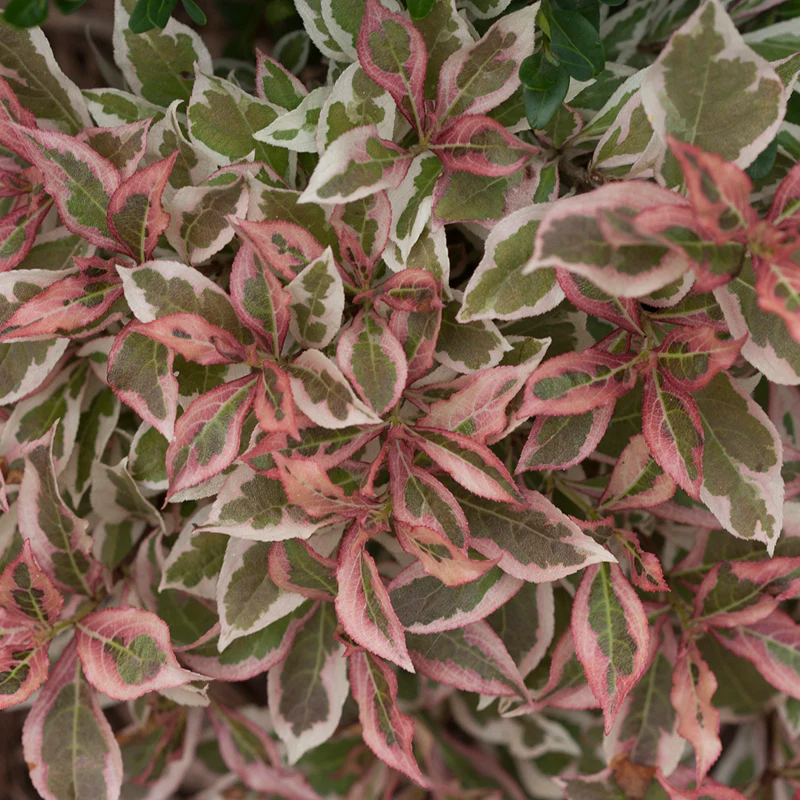 My Monet® Weigela - Image 4