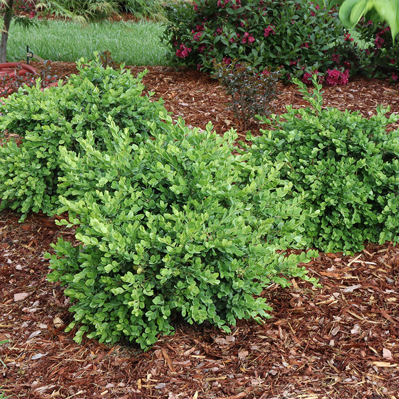 Neatball™ Boxwood (Buxus) - Image 2