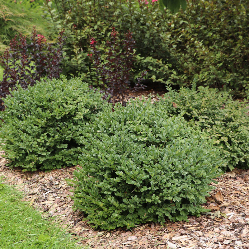 Neatball™ Boxwood (Buxus) - Image 3