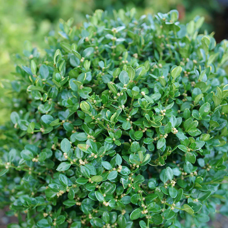 Neatball™ Boxwood (Buxus) - Image 4