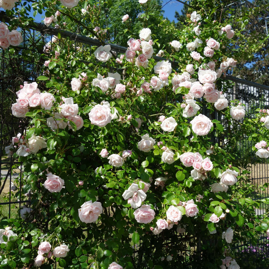 'New Dawn' Climbing Rose