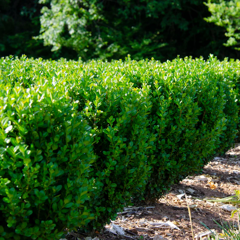 NewGen Freedom® Boxwood (Buxus)