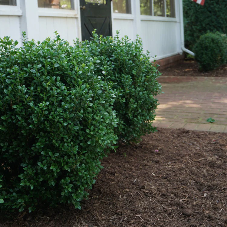 NewGen Freedom® Boxwood (Buxus) - Image 2