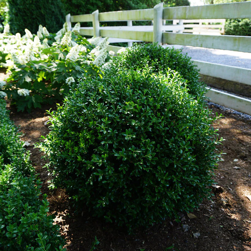 NewGen Independence® Boxwood (Buxus) - Image 2