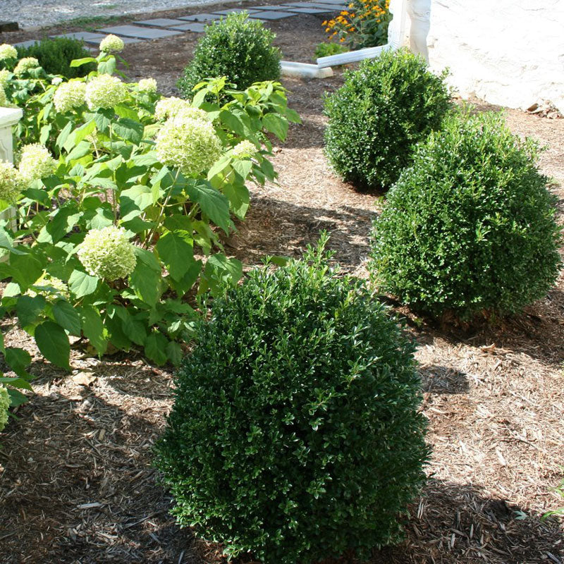NewGen Independence® Boxwood (Buxus) - Image 3