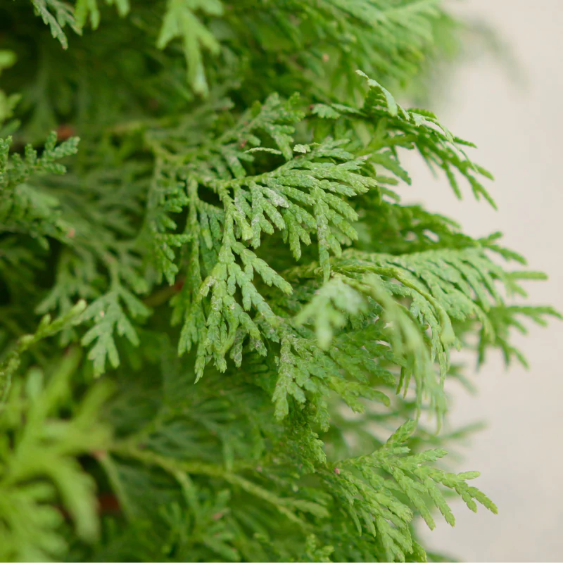 North Pole® Arborvitae (Thuja) - Image 3