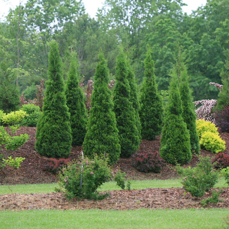 North Pole® Arborvitae (Thuja) - Image 4