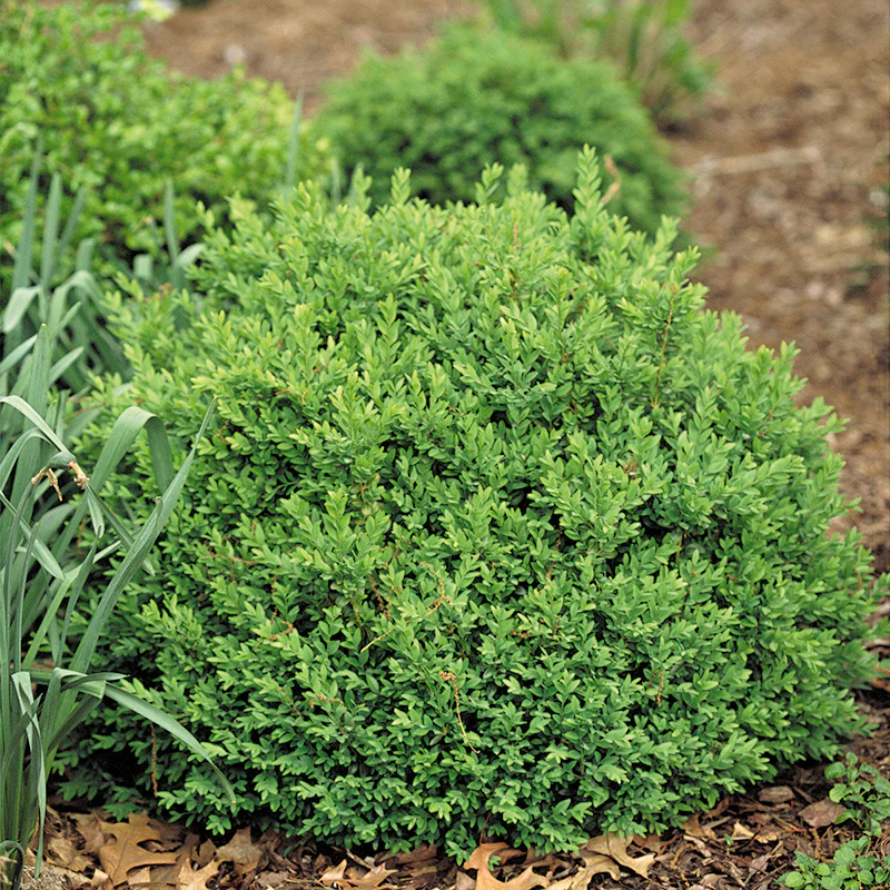 North Star® Boxwood (Buxus) - Image 3
