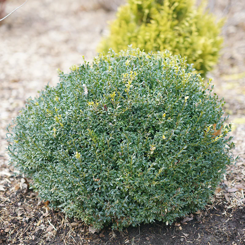 North Star® Boxwood (Buxus) - Image 4