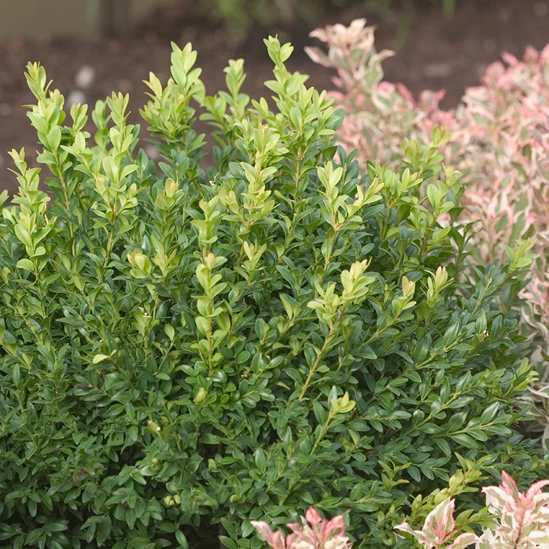 North Star® Boxwood (Buxus) - Image 6