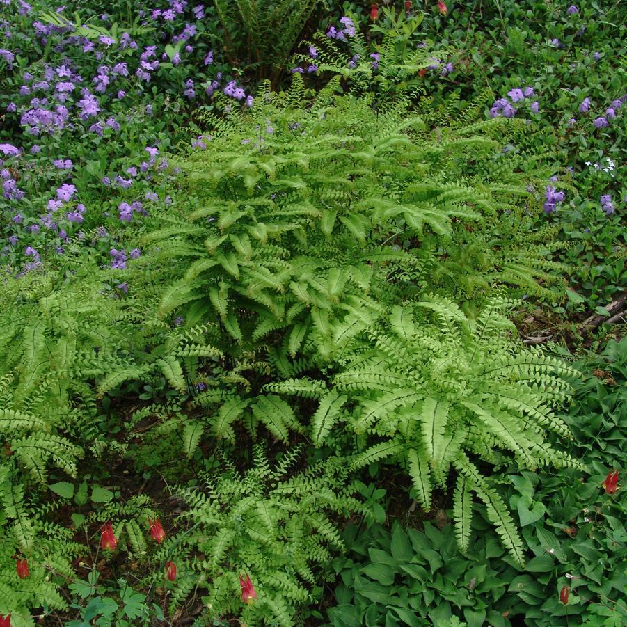Northern Maidenhair Fern (Adiantum) - Image 2