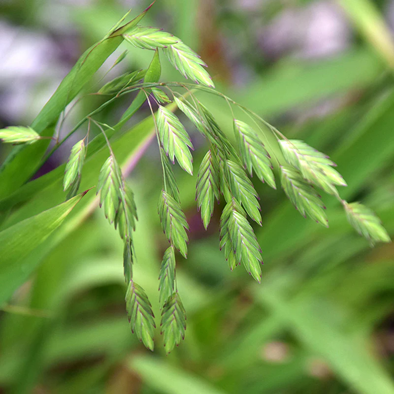 Northern Sea Oats (Chasmanthium)