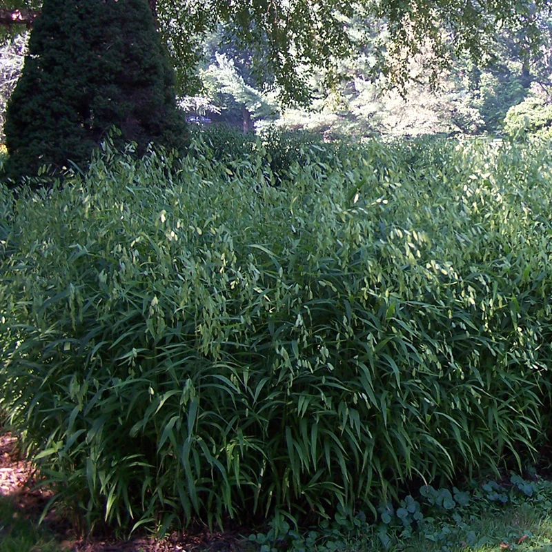 Northern Sea Oats (Chasmanthium) - Image 2