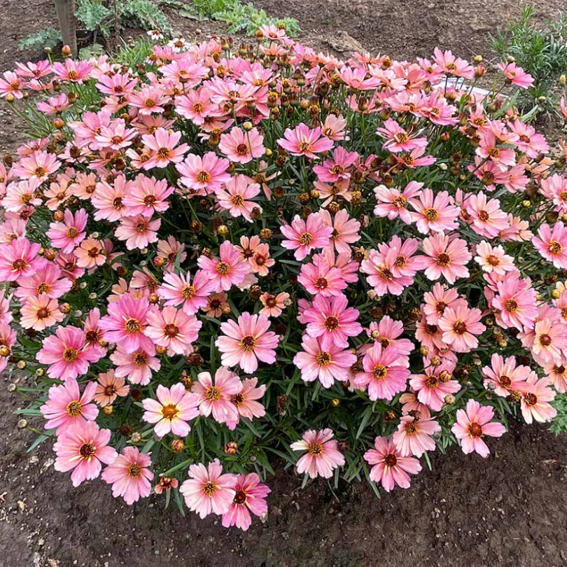 Nova® ‘Sunstone’ Tickseed (Coreopsis) - Image 3