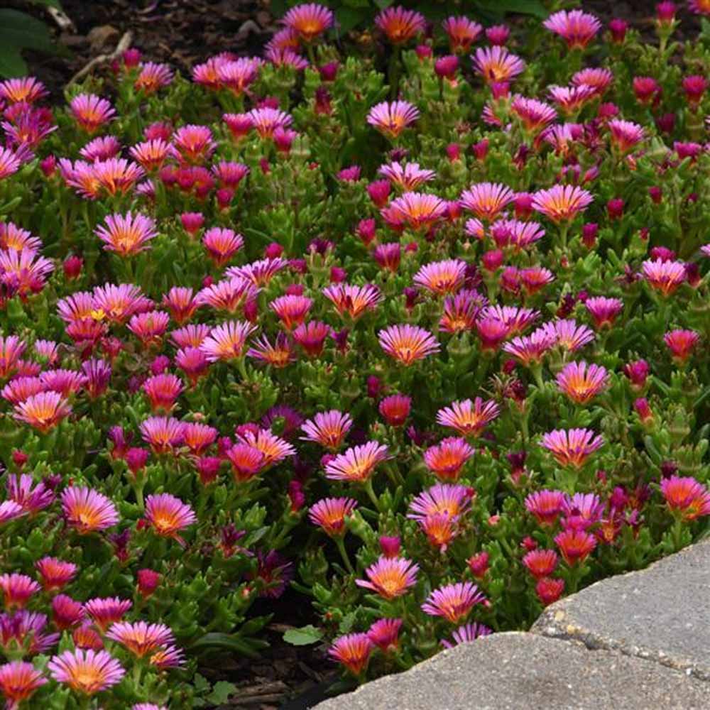 Ocean Sunset™ Orange Glow Ice Plant (Delosperma) - Image 2