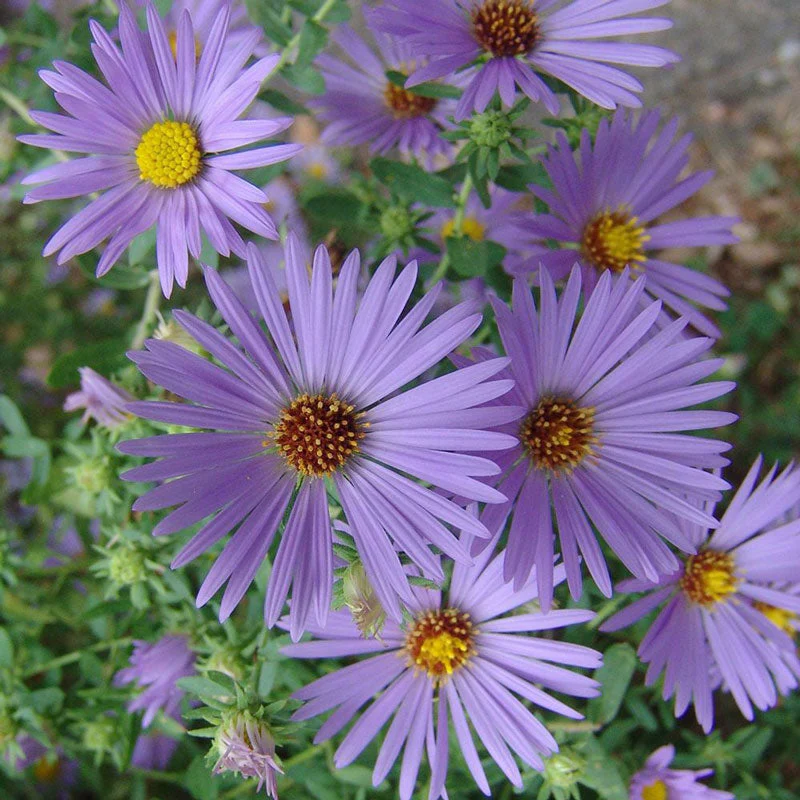 'October Skies' Aster - Image 2