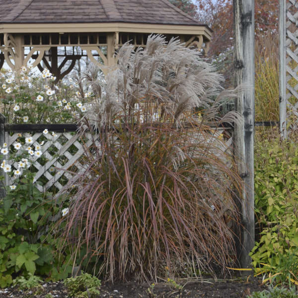 'Oktoberfest' Maiden Grass (Miscanthus)