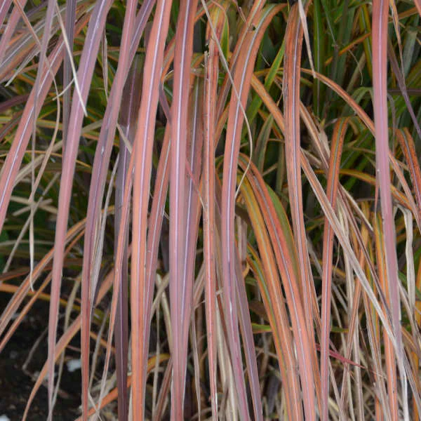 'Oktoberfest' Maiden Grass (Miscanthus) - Image 3