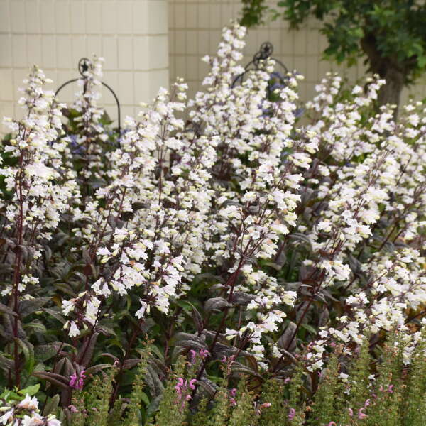 'Onyx and Pearls' Beardtongue (Penstemon) - Image 2