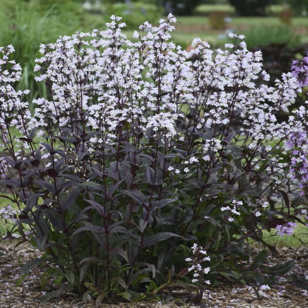 'Onyx and Pearls' Beardtongue (Penstemon) - Image 3