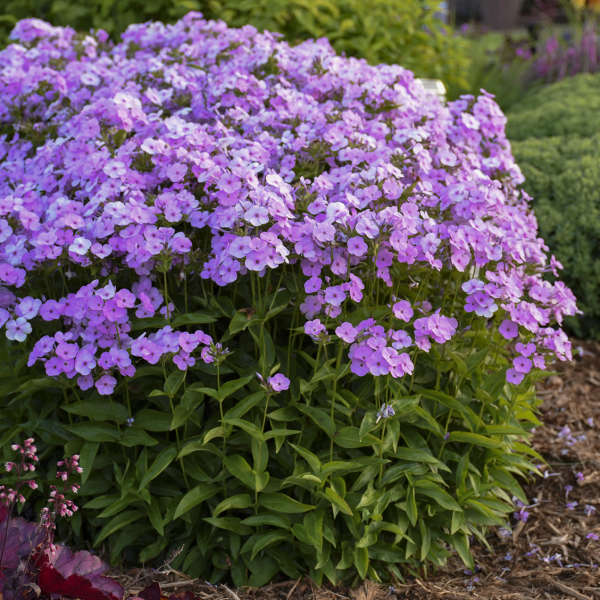 'Opening Act Blush' Hybrid Phlox