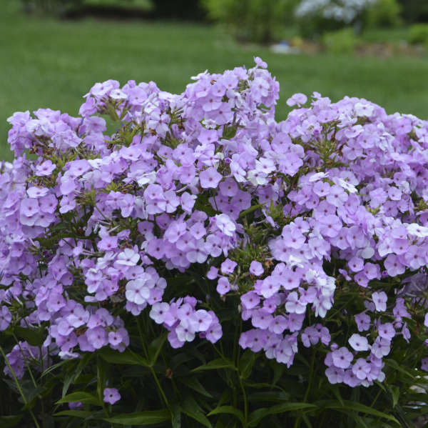 'Opening Act Blush' Hybrid Phlox - Image 2