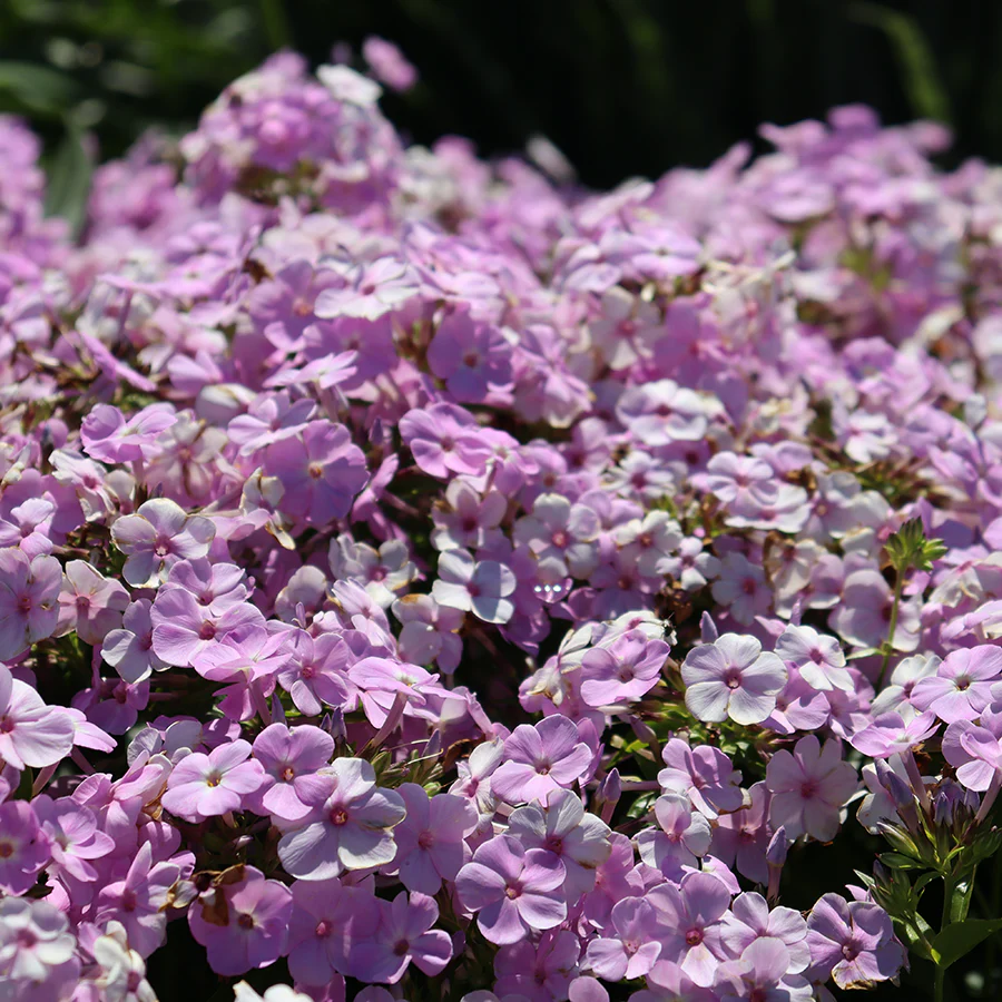 'Opening Act Blush' Hybrid Phlox - Image 3