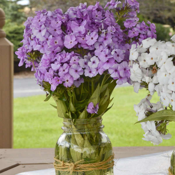 'Opening Act Blush' Hybrid Phlox - Image 4