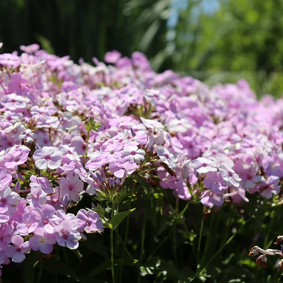 'Opening Act Blush' Hybrid Phlox - Image 5