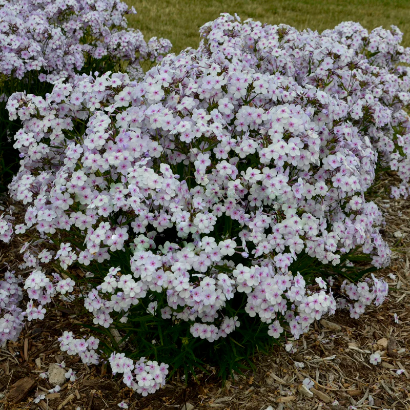 'Opening Act Pink-A-Dot' Hybrid Phlox - Image 2