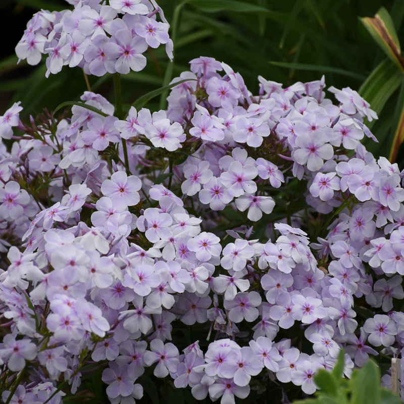 'Opening Act Pink-A-Dot' Hybrid Phlox - Image 3