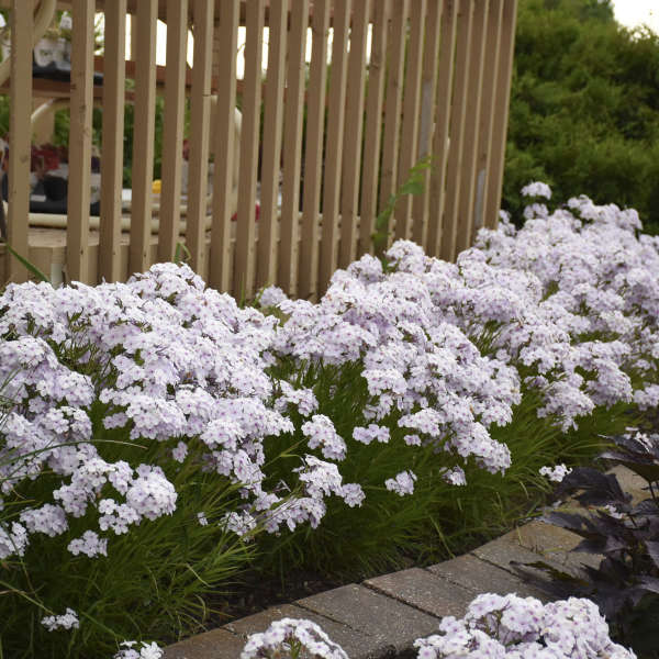'Opening Act Pink-A-Dot' Hybrid Phlox - Image 4
