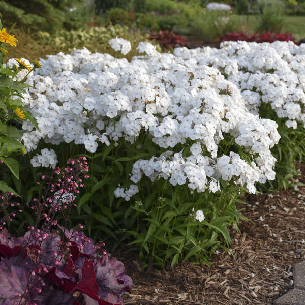 'Opening Act White' Hybrid Phlox - Image 2