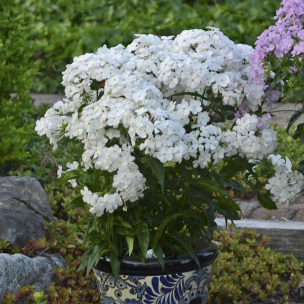 'Opening Act White' Hybrid Phlox - Image 3