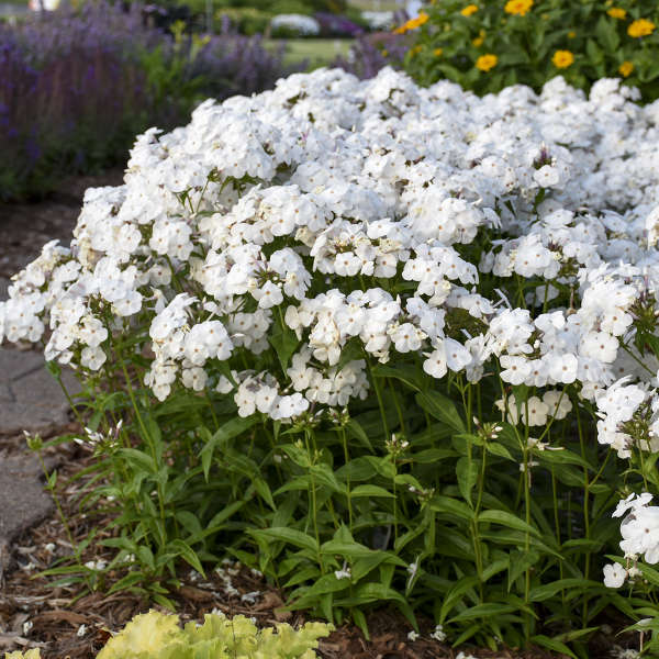'Opening Act White' Hybrid Phlox - Image 4