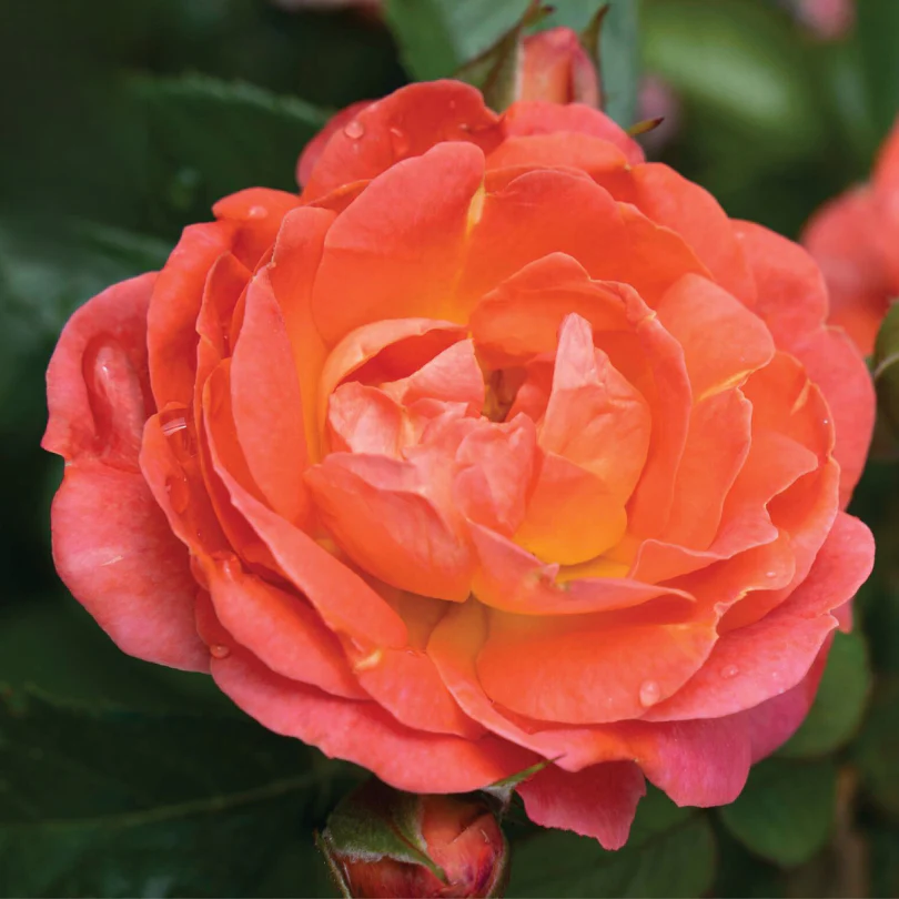 Orange Glow™ Knock Out® Rose - Image 3