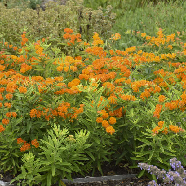 Orange Milkweed (Butterfly Weed) - Image 2