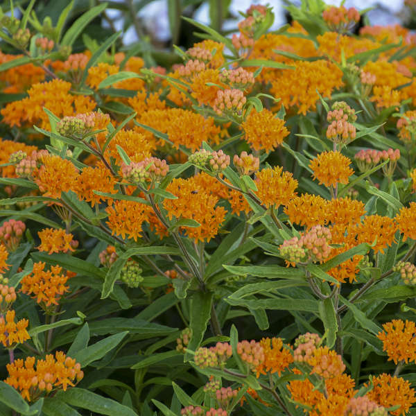 Orange Milkweed (Butterfly Weed) - Image 3