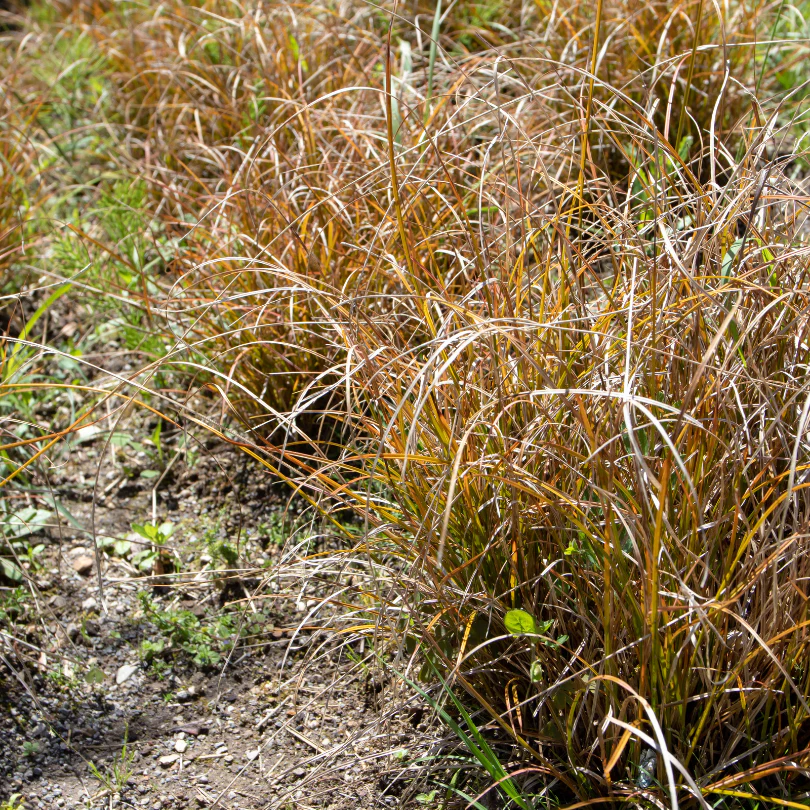 Orange New Zealand Sedge (Carex) - Image 2
